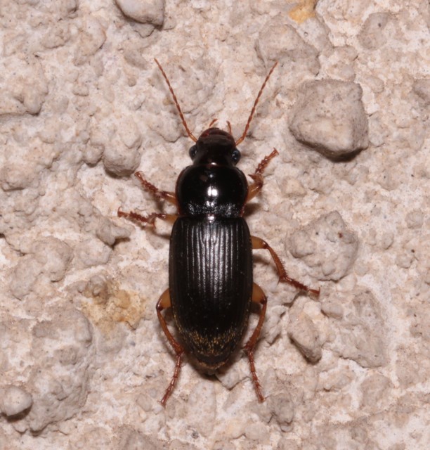 Harpalus griseus - kis selymesfutó
