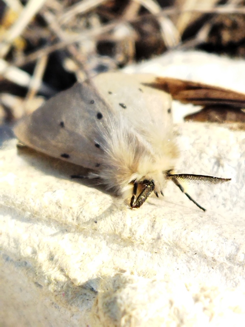 Diaphora mendica - felemás medvelepke