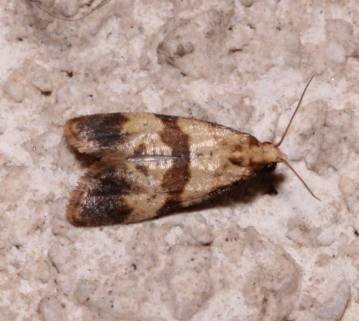 Phalonidia contractana - pipitér-fúrómoly