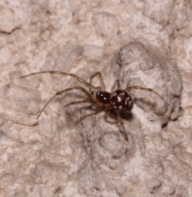Steatoda triangulosa - háromszöges faggyúpók