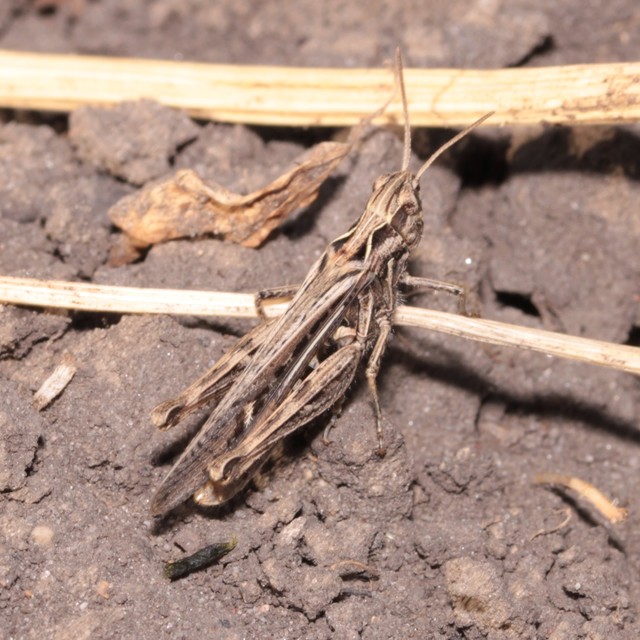 Chorthippus (Glyptobothrus) (subgenus)