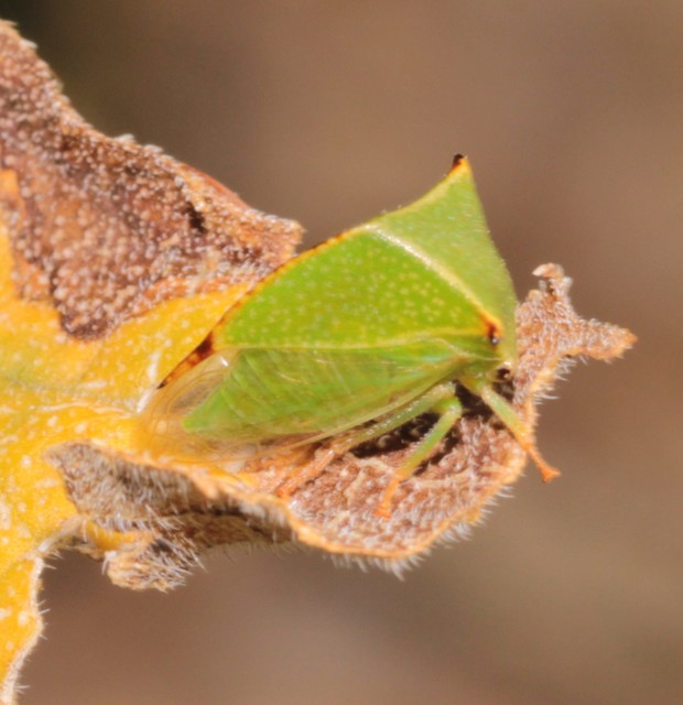 Stictocephala bisonia - bivalykabóca