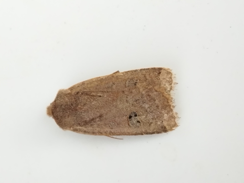 Conistra erythrocephala - vörösfejű őszibagoly