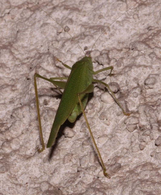 Phaneroptera nana - pontozott repülőszöcske