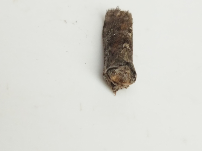 Asphalia ruficollis - vörösnyakú pihésszövő