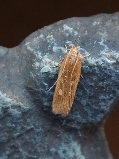 Helcystogramma triannulella - szuláksodró lápimoly