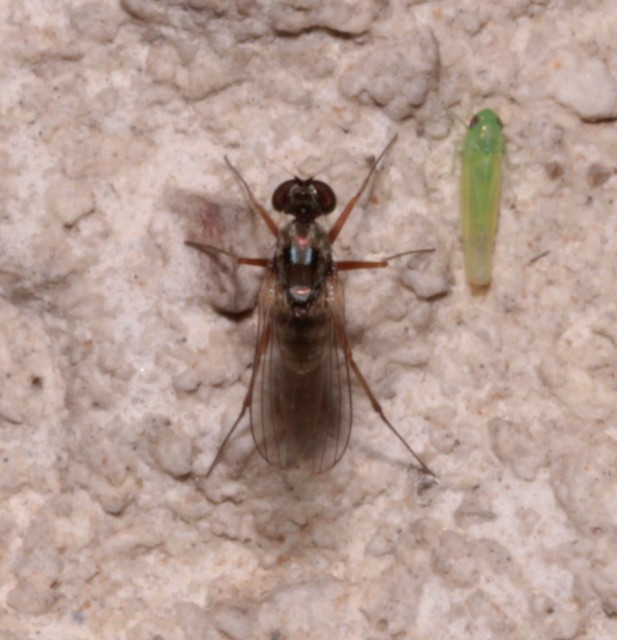 Medetera