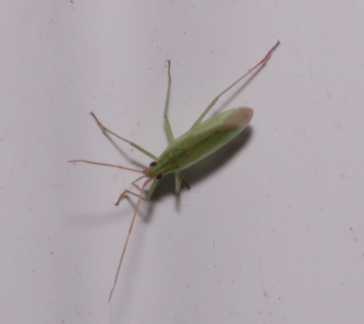 Trigonotylus