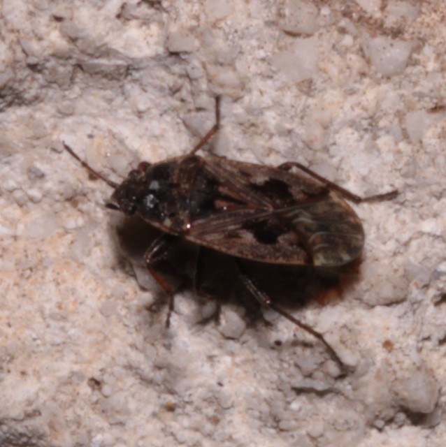 Sphragisticus nebulosus - foltos bodobács