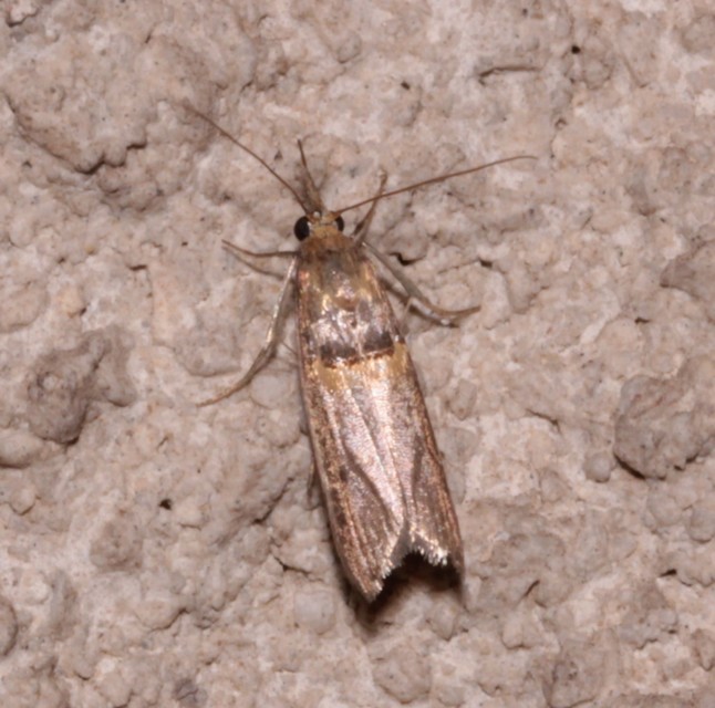 Etiella zinckenella - akácmoly