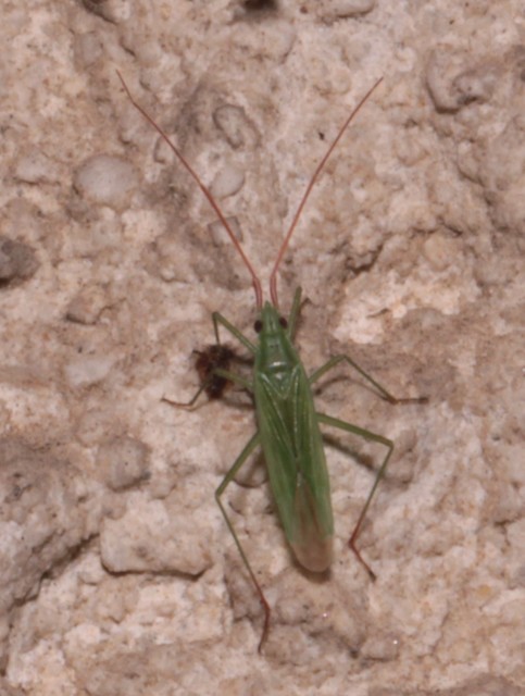 Trigonotylus