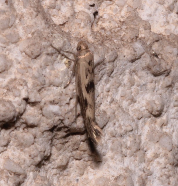 Scythris limbella - parajfonó zöldmoly