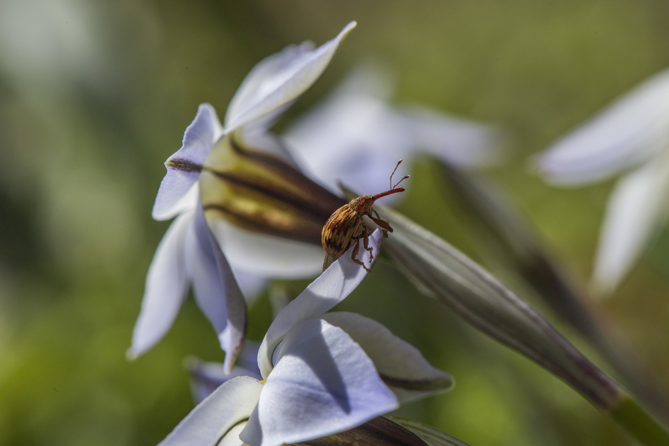Anthonomus rectirostris - meggymaglikasztó