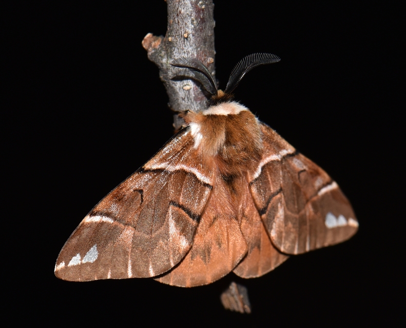 Endromis versicolora - tarkaszövő