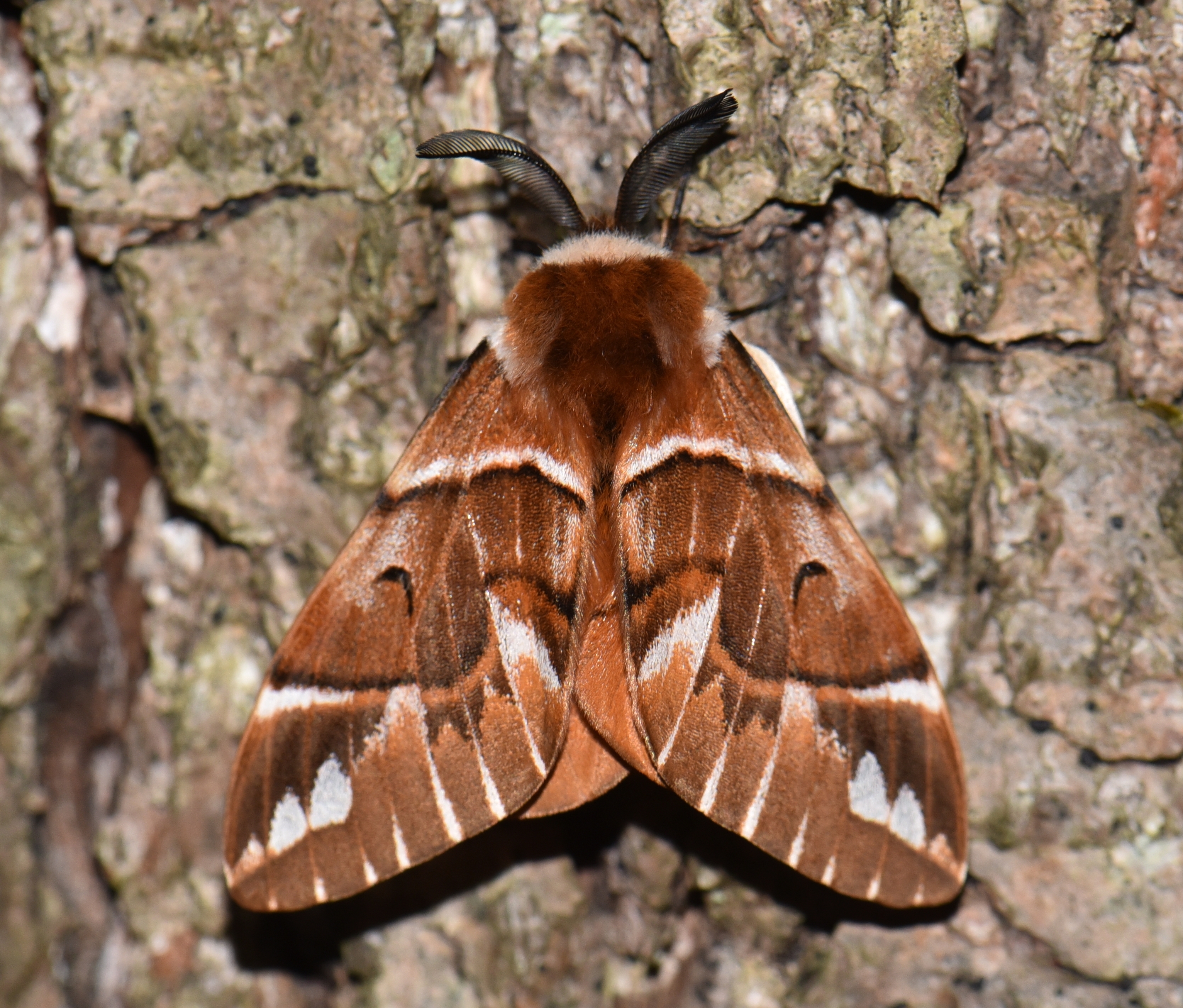 Endromis versicolora - tarkaszövő