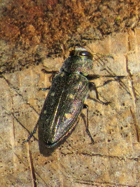 Chrysobothris affinis - aranypettyes díszbogár