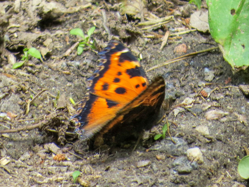 Nymphalis xanthomelas - vörös rókalepke
