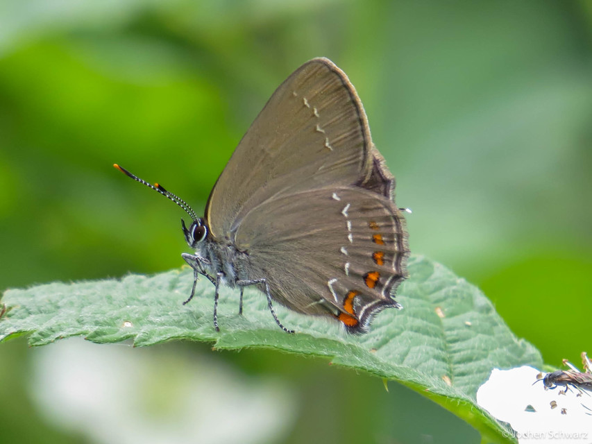 Satyrium ilicis - tölgyfa-csücsköslepke