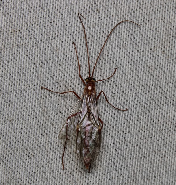 Ophion obscuratus