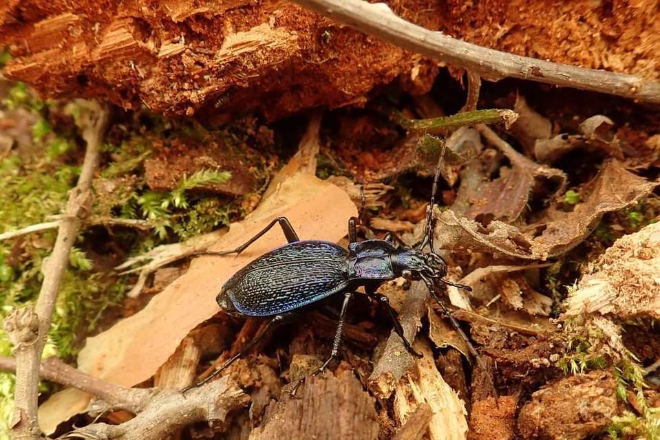 Carabus intricatus - kék laposfutrinka