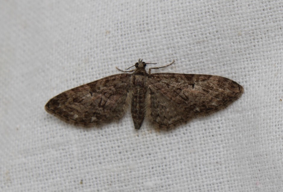 Eupithecia abbreviata - korai törpearaszoló