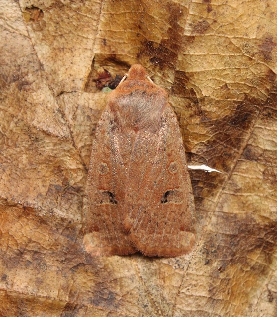 Conistra erythrocephala - vörösfejű őszibagoly