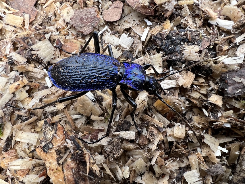 Carabus intricatus - kék laposfutrinka