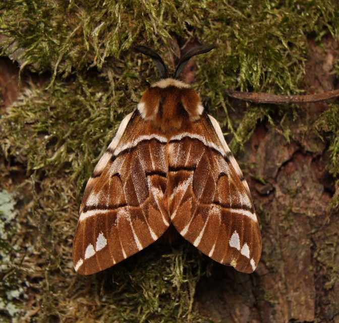 Endromis versicolora - tarkaszövő