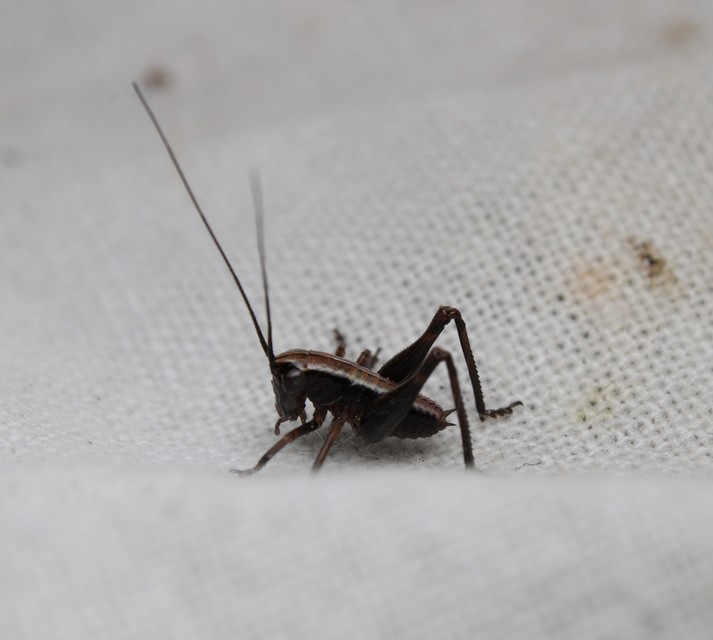 Pholidoptera griseoaptera - szürke avarszöcske