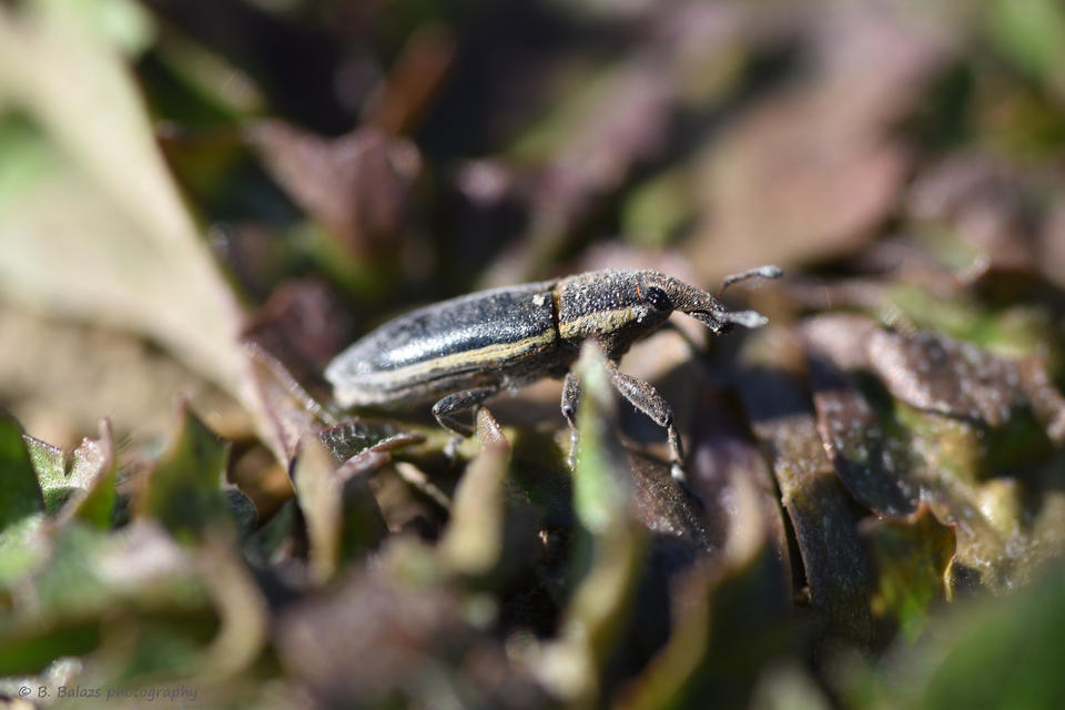 Lixus ochraceus - retek-dudvabarkó