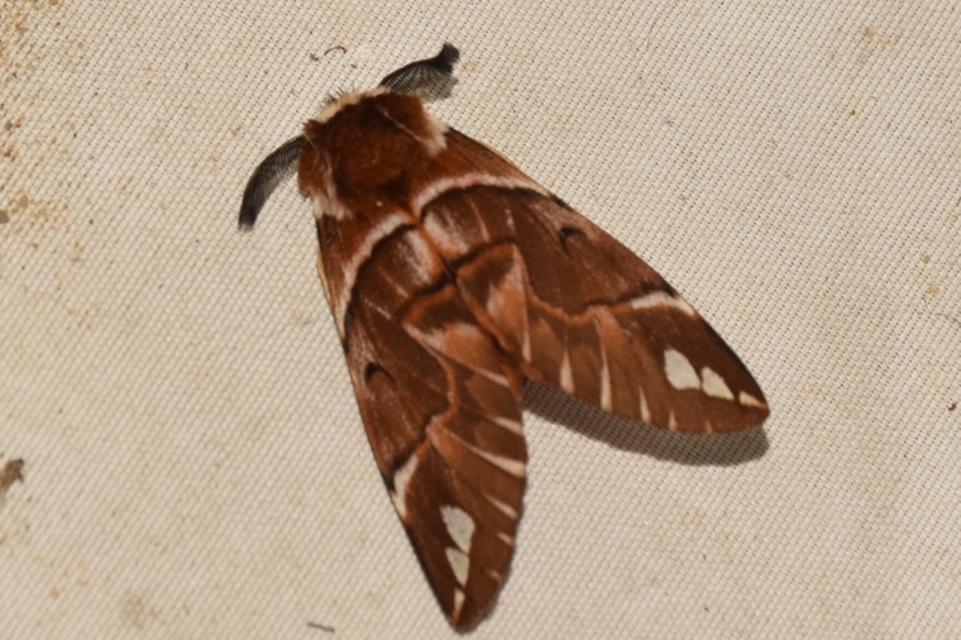 Endromis versicolora - tarkaszövő