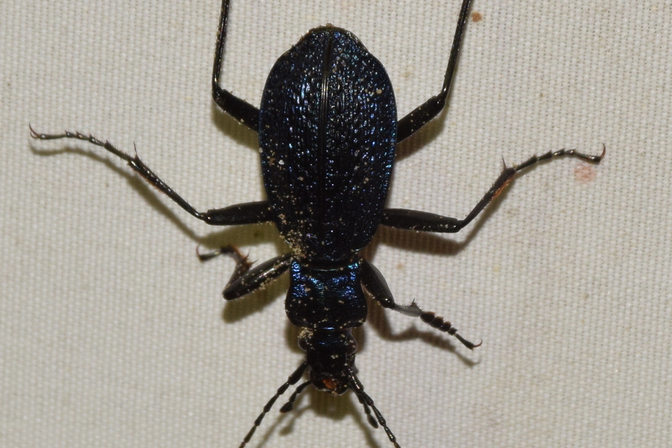 Carabus intricatus - kék laposfutrinka