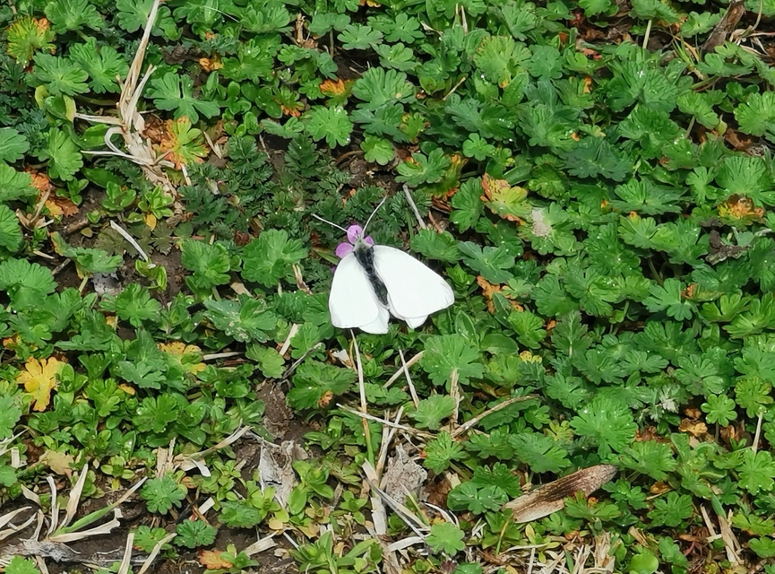 Pieris rapae - répalepke
