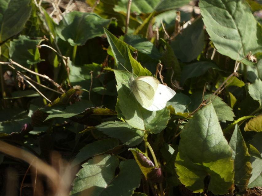 Pieris rapae - répalepke