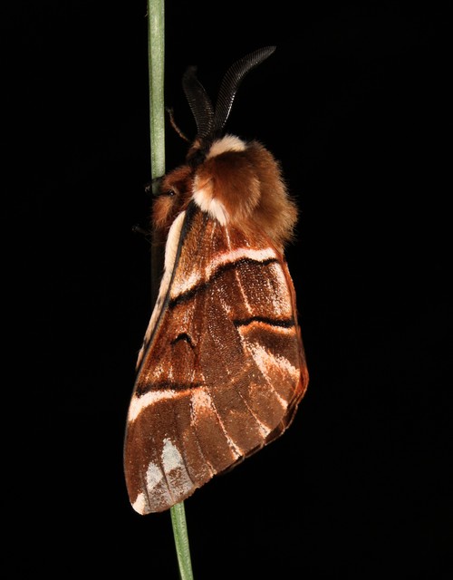 Endromis versicolora - tarkaszövő