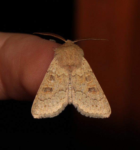 Orthosia miniosa - sárgás barkabagoly