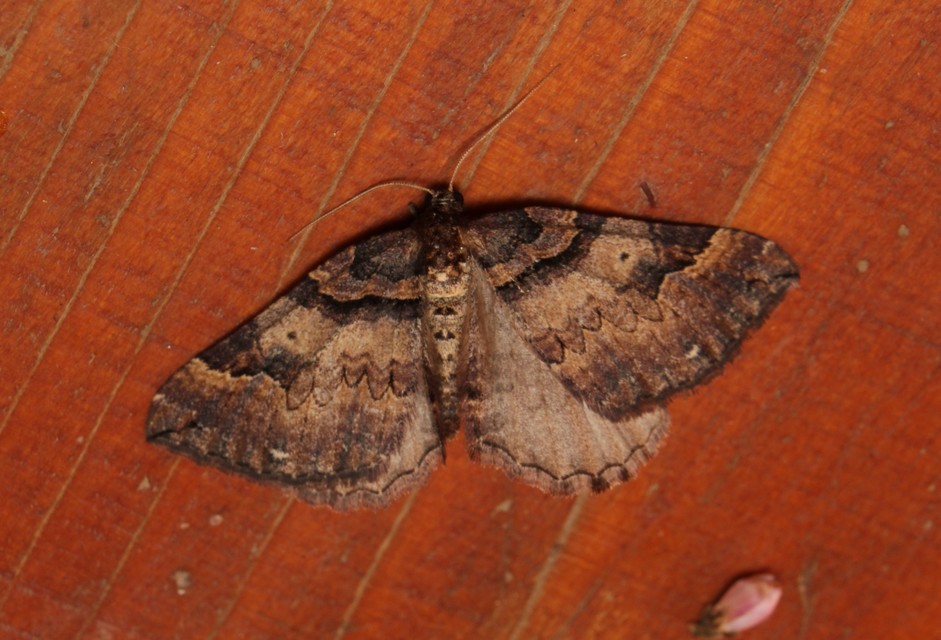Earophila badiata - csipkerózsa-araszoló