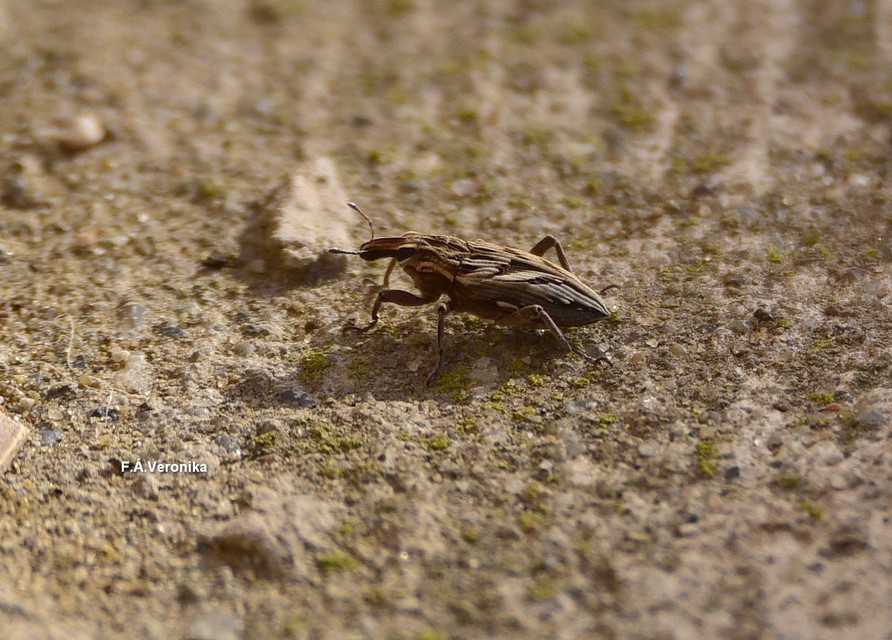 Coniocleonus nigrosuturatus - nyíljegyes barkó