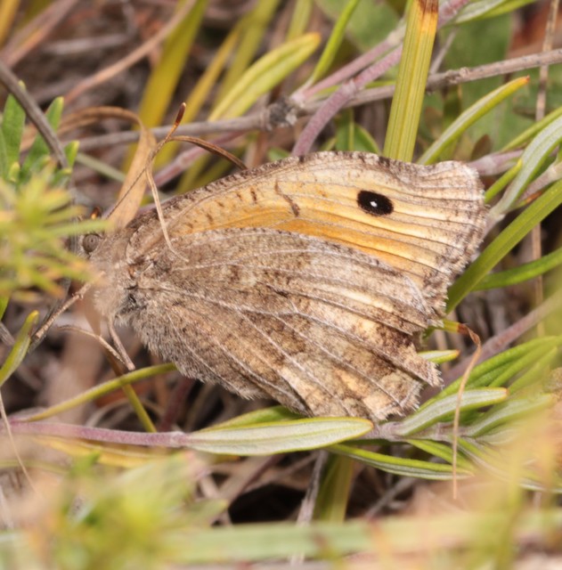 Arethusana arethusa - közönséges szemeslepke