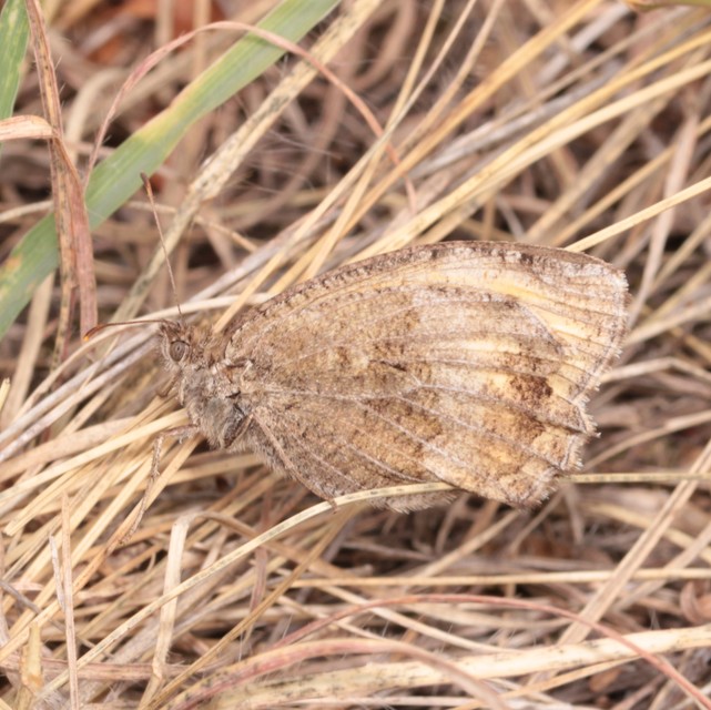 Arethusana arethusa - közönséges szemeslepke