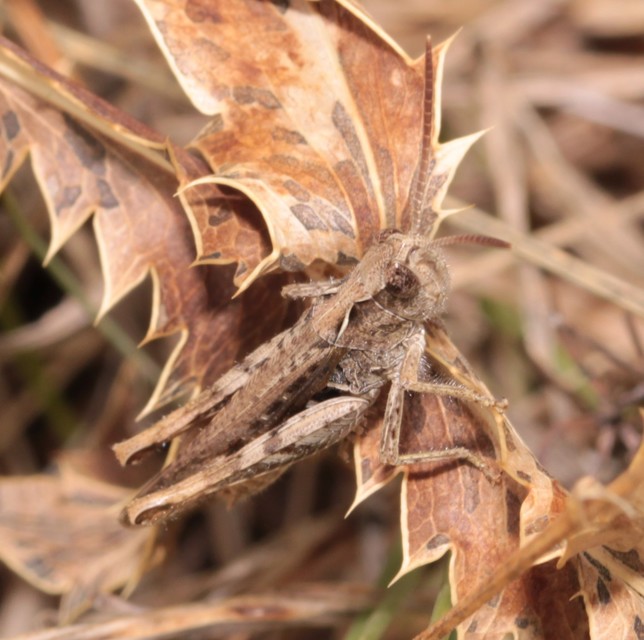 Chorthippus (Glyptobothrus) (subgenus)