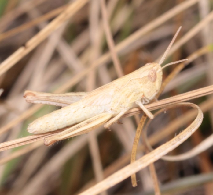 Chorthippus (Glyptobothrus) (subgenus)