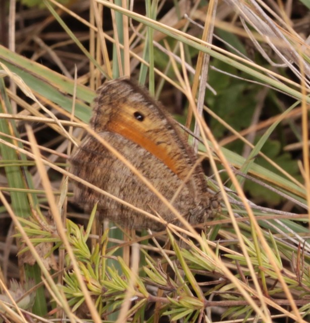 Arethusana arethusa - közönséges szemeslepke