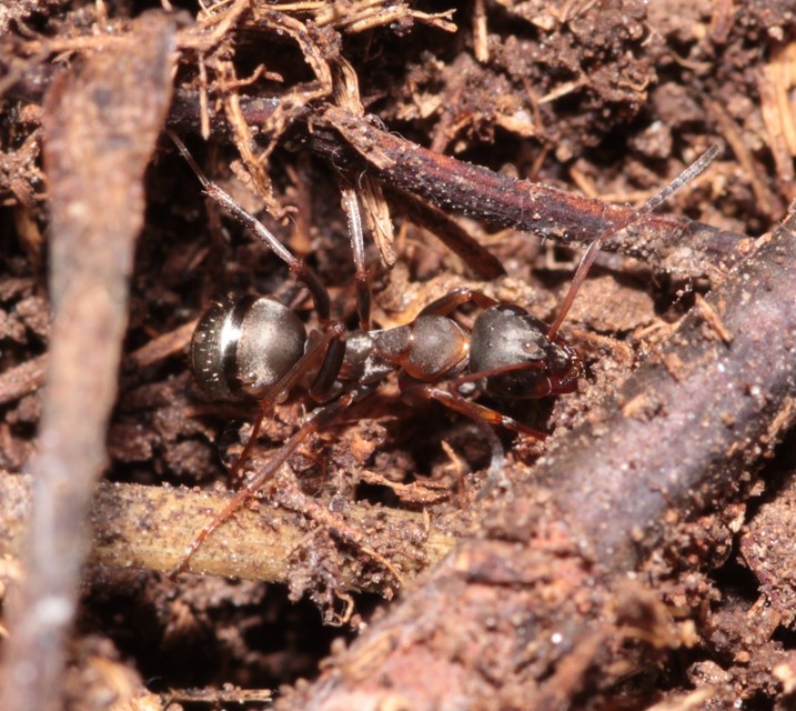 Formica cunicularia - gyakori rabszolgahangya
