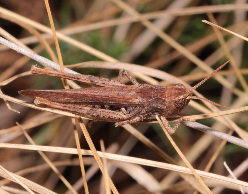 Chorthippus brunneus - közönséges tarlósáska