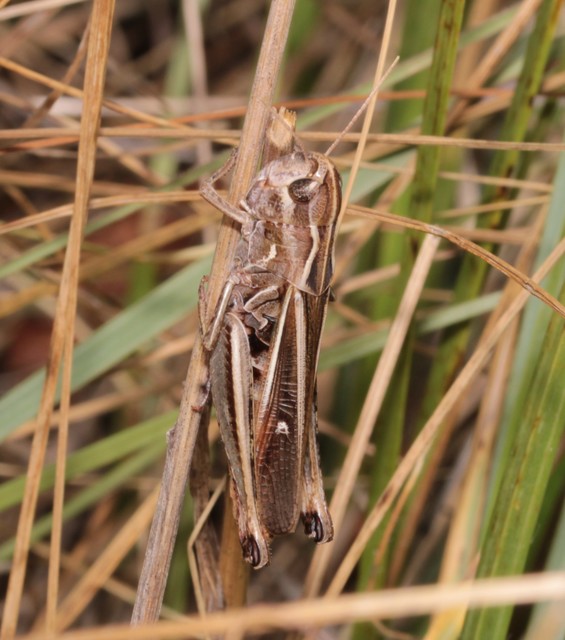 Stenobothrus lineatus - jajgató rétisáska