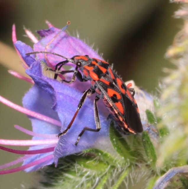 Spilostethus saxatilis - virágbodobács