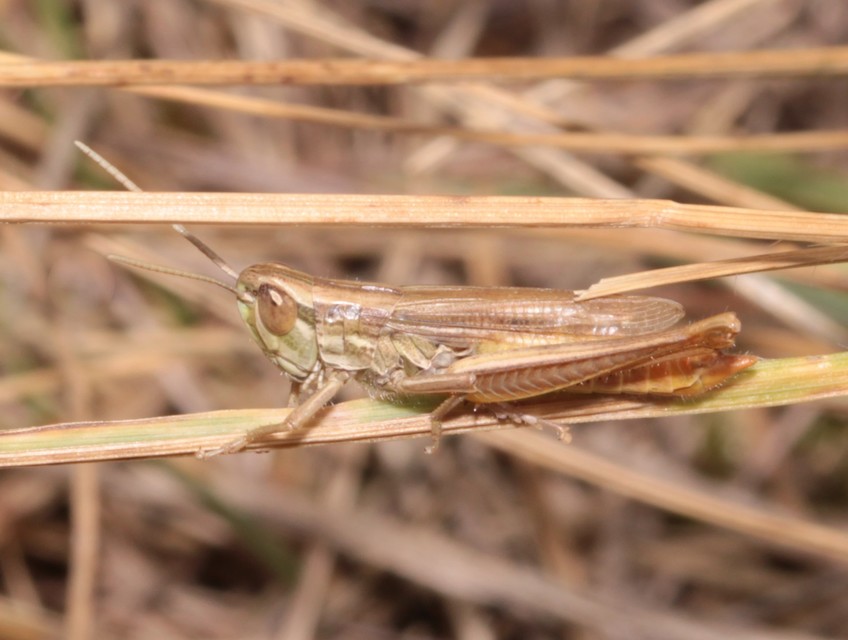 Euchorthippus declivus - rövidszárnyú rétisáska