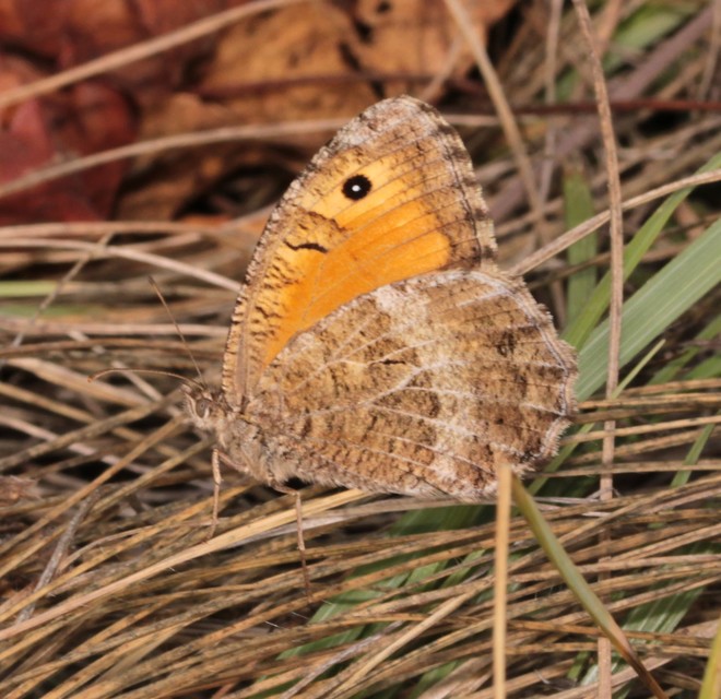 Arethusana arethusa - közönséges szemeslepke