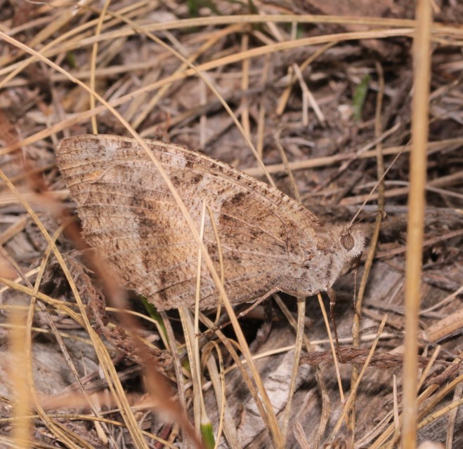Chazara briseis - tarka szemeslepke